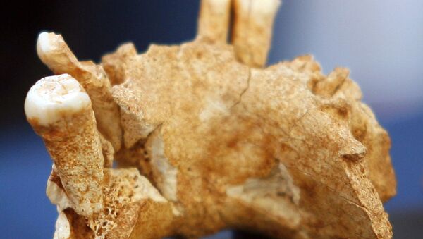Fóssil da mandíbula de um Homo antecessor encontrado na Espanha - Sputnik Brasil