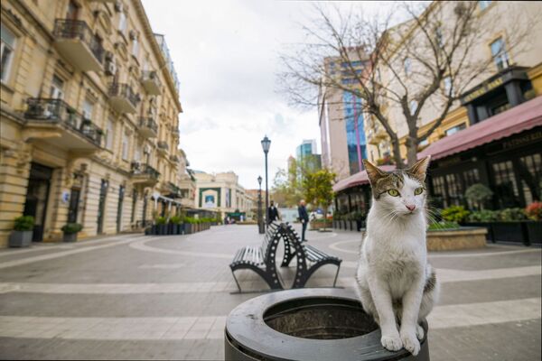 Gato observa rua vazia da capital do Azerbaijão, Baku - Sputnik Brasil