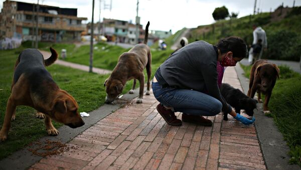 Ativista dos direitos dos animais alimenta cães de rua em meio ao surto de coronavírus em Bogotá, Colômbia, 4 de abril de 2020 - Sputnik Brasil