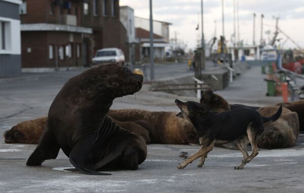 Cachorro de rua late para leão-marinho em Mar de la Plata - Sputnik Brasil