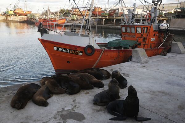 Leões-marinhos se agrupam em porto de cidade balneária Argentina - Sputnik Brasil