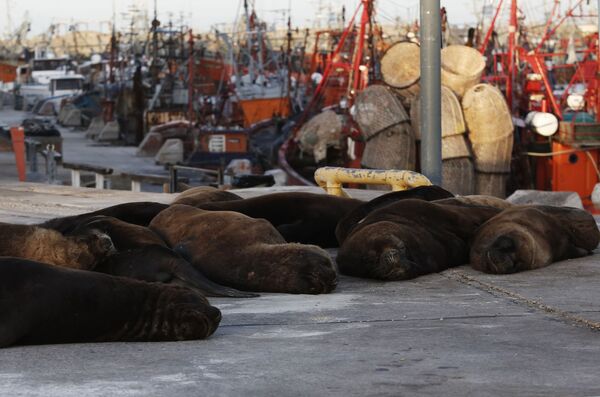 Leões-marinhos dormem em porto de Mar de la Plata - Sputnik Brasil