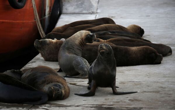 Leões-marinhos se enfileiram perto de embarcação em balneário argentino - Sputnik Brasil