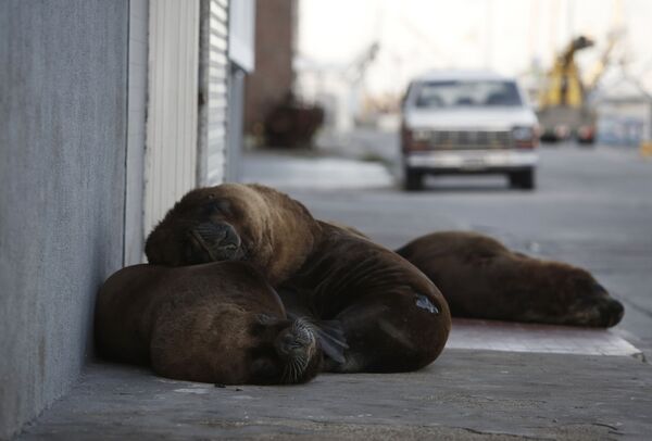 Três leões-marinhos repousam em rua de Mar de la Plata, na Argentina - Sputnik Brasil