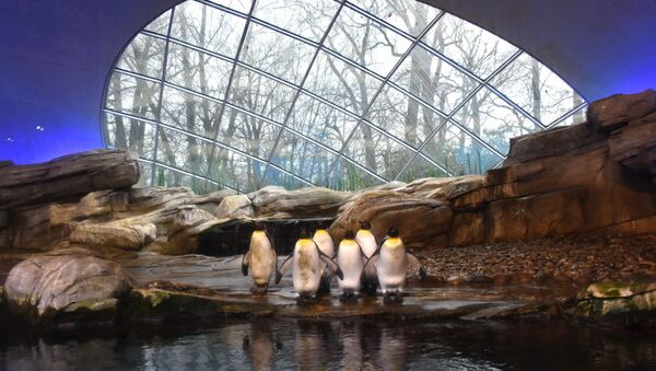 Pinguins no recinto do Jardim Zoológico de Berlim, Alemanha - Sputnik Brasil