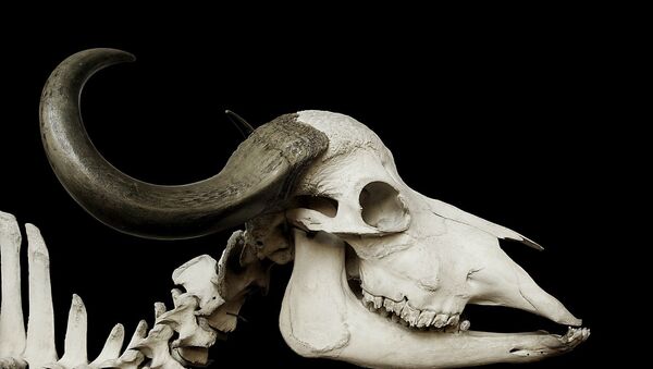 Crânio de búfalo (imagem referencial) - Sputnik Brasil
