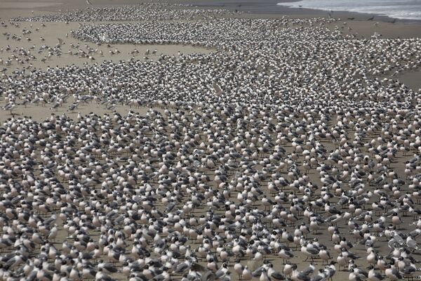Milhares de pássaros na praia de Agua Dulce, vazia durante a pandemia, em Lima, Peru, 24 de março de 2020 - Sputnik Brasil