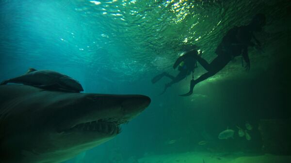 Tubarão-touro em aquário na Espanha - Sputnik Brasil