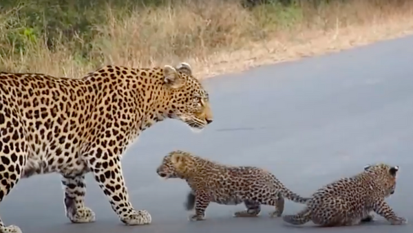 Leopardo ensina filhotes a atravessar estrada - Sputnik Brasil