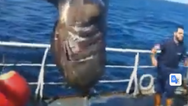 Tubarão é resgatado - Sputnik Brasil