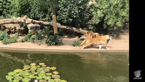 Leões preparam emboscada mortal para garça em pleno zoo holandês - Sputnik Brasil