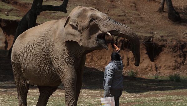 Homem alimenta elefante no Bioparque Estrella, no México - Sputnik Brasil