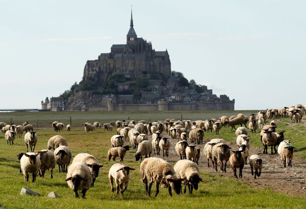 Ovelhas pastam próximo da ilha Monte Saint-Michel, no departamento da Mancha, na França, durante a quarentena - Sputnik Brasil