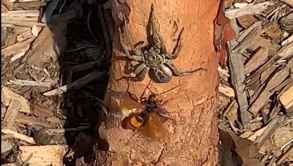 Em batalha da natureza, vespa duela com aranha-lobo - Sputnik Brasil
