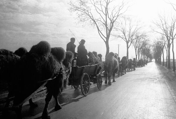 Coluna de camelos puxando carroças segue pela periferia de Berlim após longo caminho desde Stalingrado - Sputnik Brasil