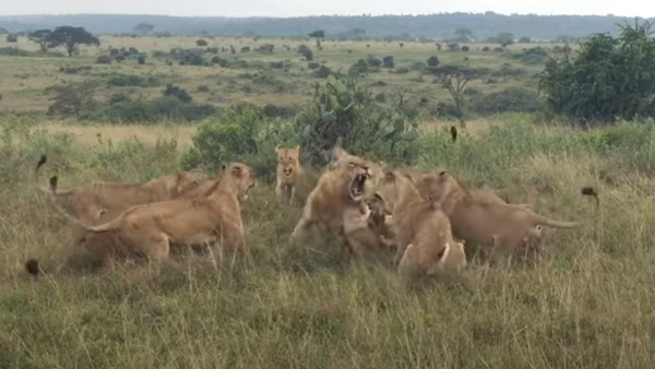 Leão é atacado por leoas - Sputnik Brasil