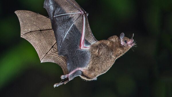 Morcego (imagem de arquivo) - Sputnik Brasil