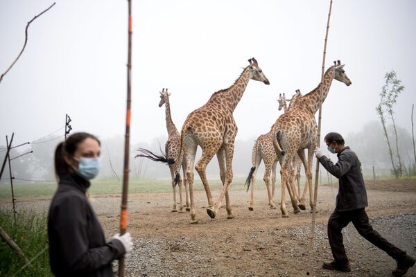 Funcionários do zoológico Planete Sauvage em Saint-Père-en-Retz, na França, trabalham de máscaras ao lado de girafas durante o 51° dia de quarentena total no país - Sputnik Brasil