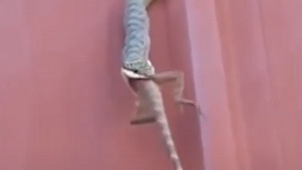 Cobra abocanha lagarto - Sputnik Brasil