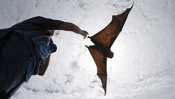 Raposa-voadora é solta no Parque Central de Sydney, na Austrália - Sputnik Brasil