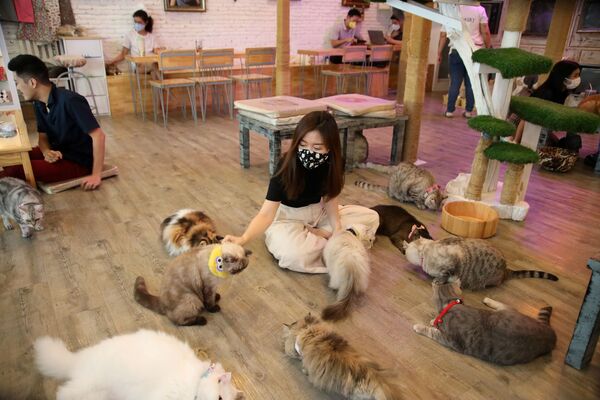 Clientes do café Caturday Cat em Bangkok, Tailândia - Sputnik Brasil