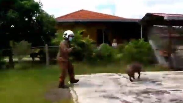 Javali invade quintal e dá trabalho para bombeiros na Malásia - Sputnik Brasil