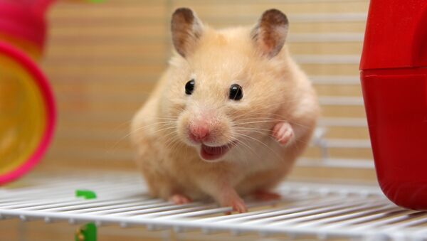 Hamster na gaiola - Sputnik Brasil
