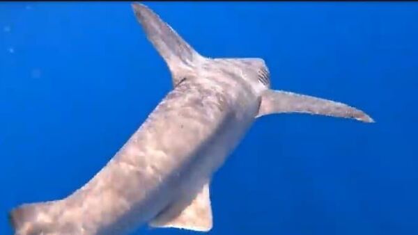Mulher pesca enorme atum perseguido por 2 tubarões na Flórida - Sputnik Brasil