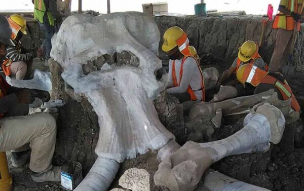 Crânio de mamute achado durante construção de aeroporto na Cidade do México - Sputnik Brasil
