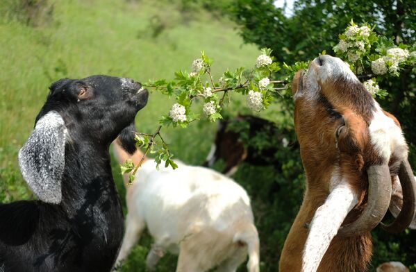 Cabras se alimentando na região russa de Krasnodar - Sputnik Brasil
