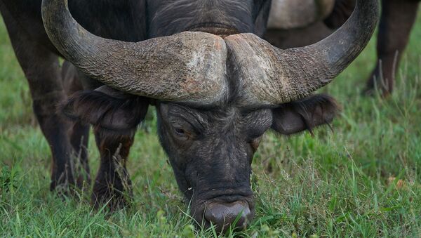 Um búfalo (imagem referencial) - Sputnik Brasil