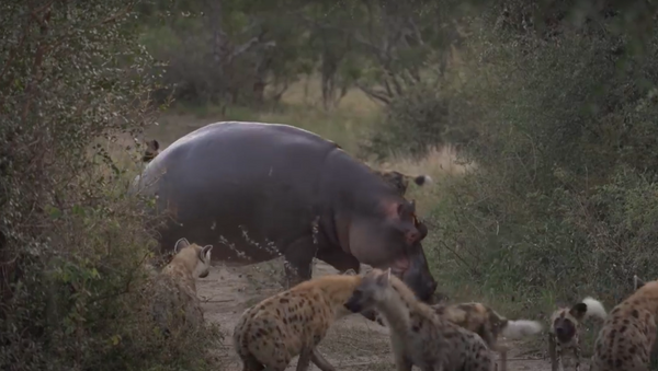 Hipopótamo arremessa impala em rio após lutar contra hienas e cães selvagens - Sputnik Brasil