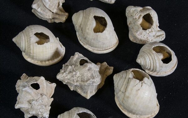 Conchas de caracóis da Idade do Ferro, datando entre os séculos X e VII a.C. - Sputnik Brasil