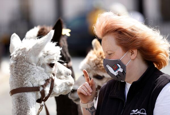 Mulher com máscara e alpacas em Londres, Reino Unido - Sputnik Brasil