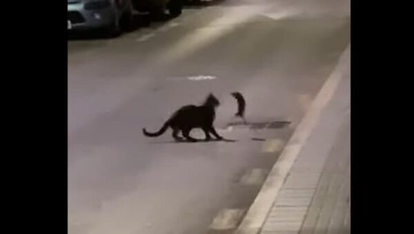 Gato duela com rato 'ninja' na Espanha - Sputnik Brasil
