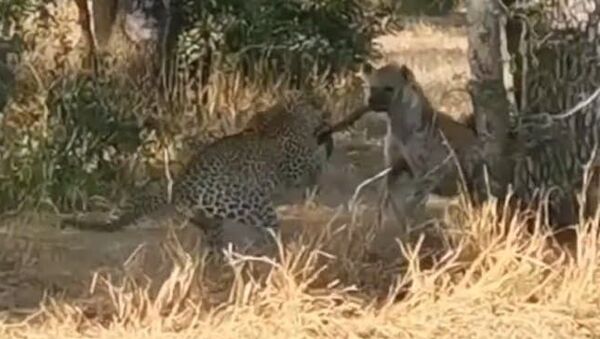Hiena e leopardo competem em cabo de guerra - Sputnik Brasil