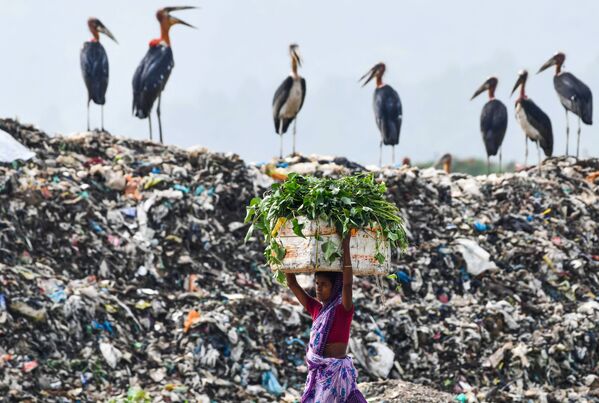 Mulher passa do lado de cegonhas em um dos maiores aterros de lixo no nordeste da Índia, em 4 de junho de 2020 - Sputnik Brasil