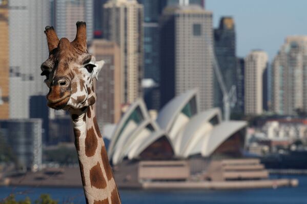 Ópera de Sydney, também conhecida como Teatro de Sydney, aparece ao fundo de girafa no zoológico - Sputnik Brasil
