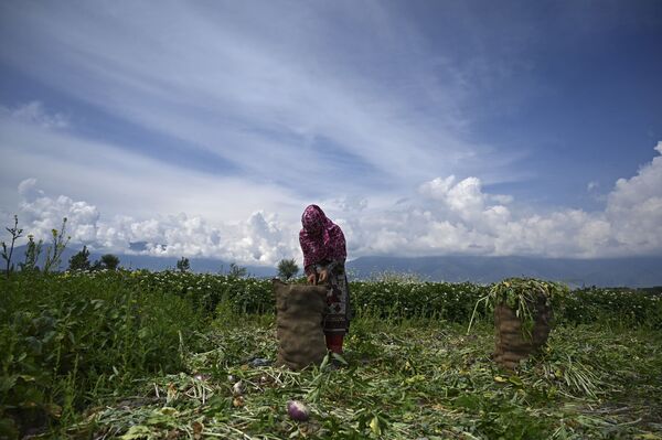 Fazendeiro embala nabos em campo nos arredores de Srinagar, em 1º de junho de 2020 - Sputnik Brasil
