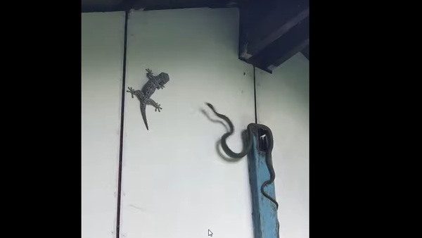 Cobra dá bote certeiro em lagartixa lançando o réptil para dentro de balde de água - Sputnik Brasil