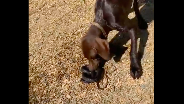 Cachorro captura cobra em lago e a leva de presente para donos - Sputnik Brasil