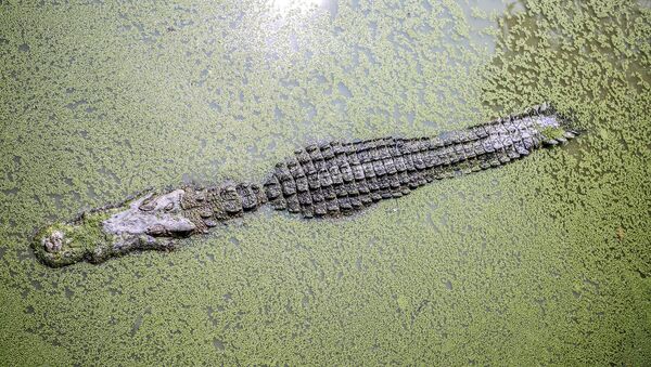 Crocodilo (imagem referencial) - Sputnik Brasil