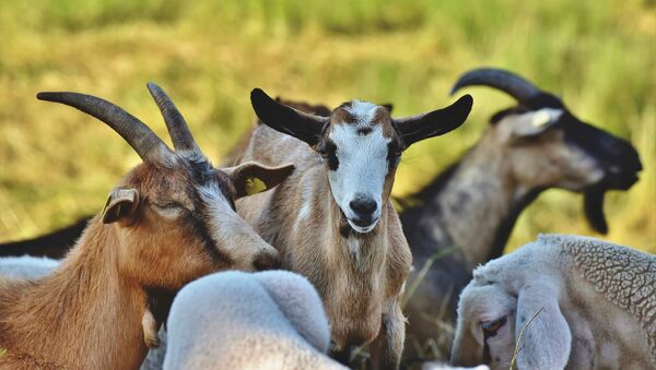 Rebanho de cabras e ovelhas (imagem de arquivo) - Sputnik Brasil