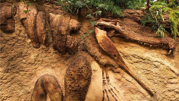 Fóssil de crocodilo (imagem referencial) - Sputnik Brasil