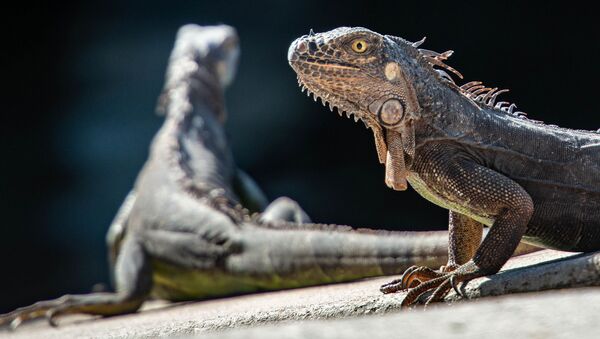 Imagem de lagartos - Sputnik Brasil