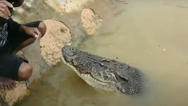 Crocodilo manhoso - Sputnik Brasil