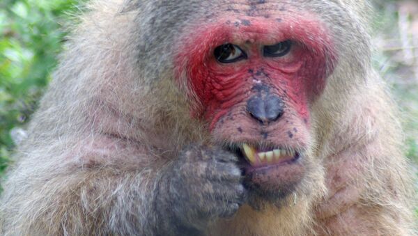Foto de macaco (imagem referencial) - Sputnik Brasil