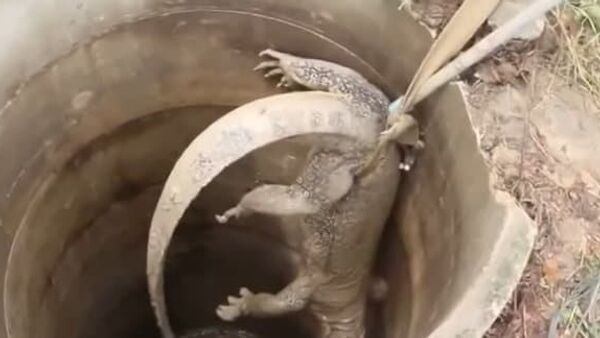 Enorme lagarto dá trabalho para ser resgatado de poço - Sputnik Brasil