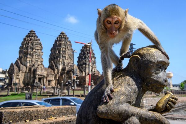 Fotografia de macacos próximos ao templo budista Sam Yod na cidade tailandesa de Lopburi - Sputnik Brasil
