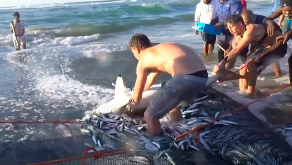 Tubarão preso em rede com sardinhas é salvo por homens corajosos - Sputnik Brasil